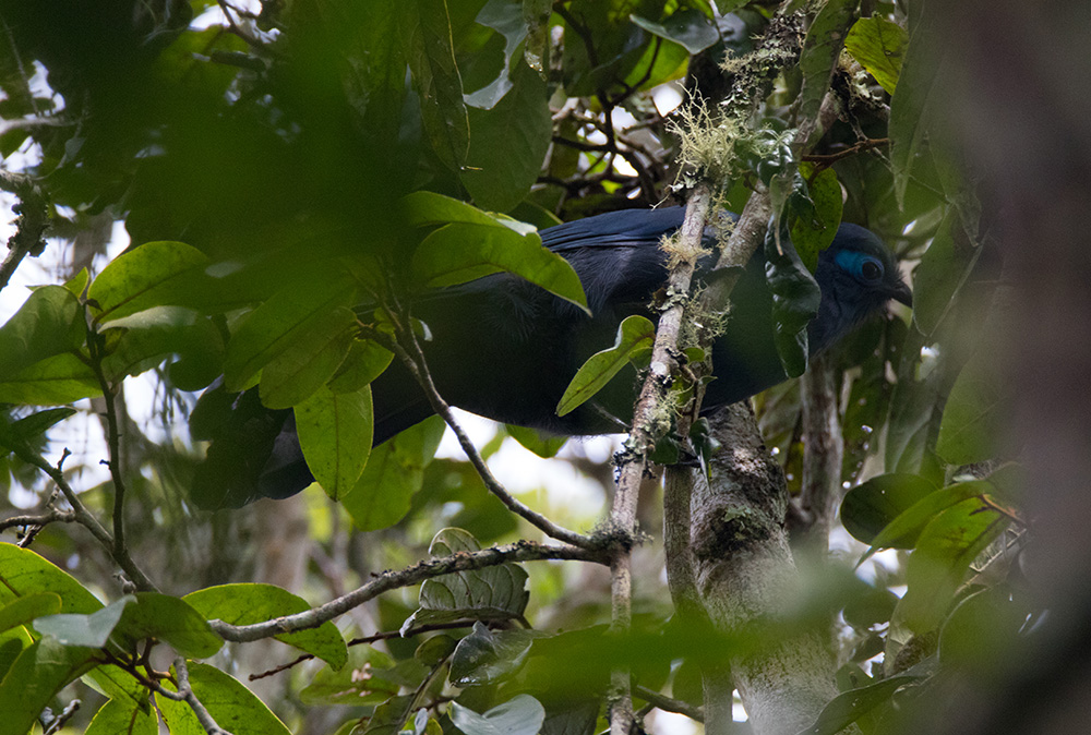 Blauer Coua