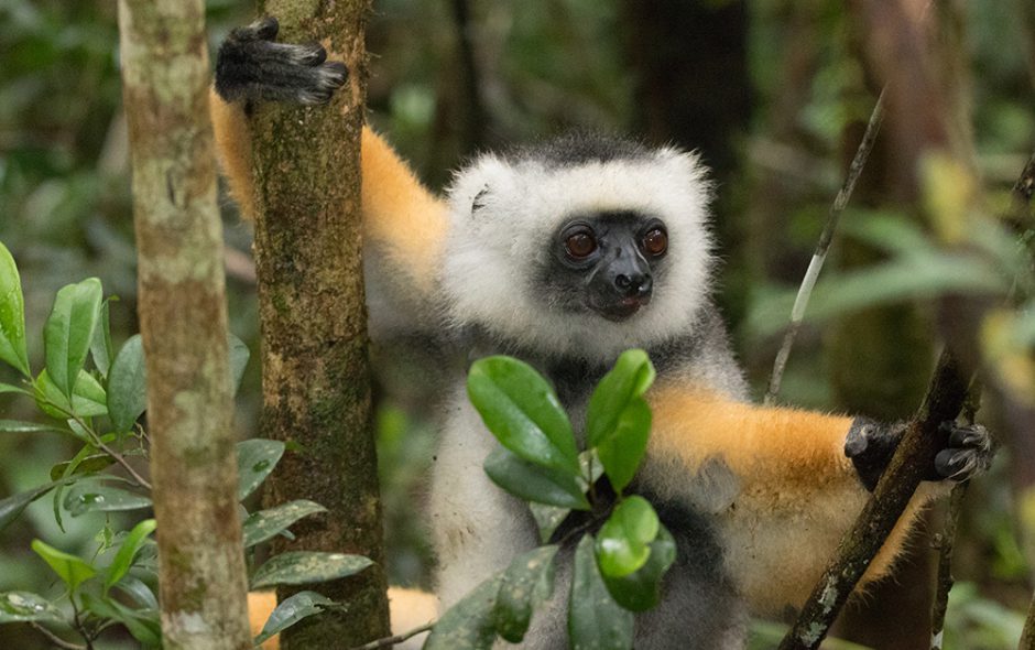 Der Tag der Sifakas