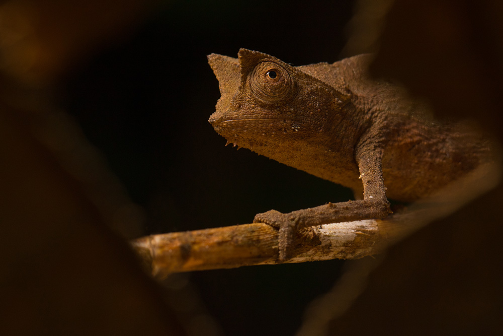 Brookesia superciliaris