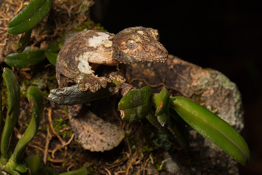 Uroplatus sikorae