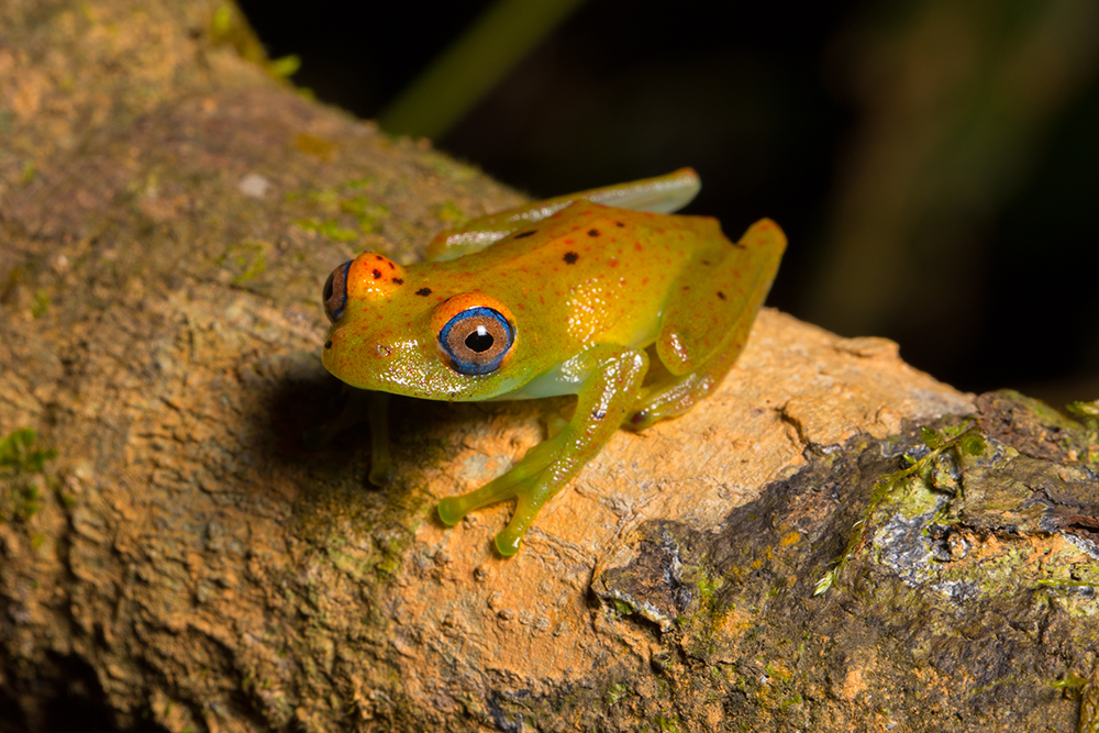 Boophis viridis