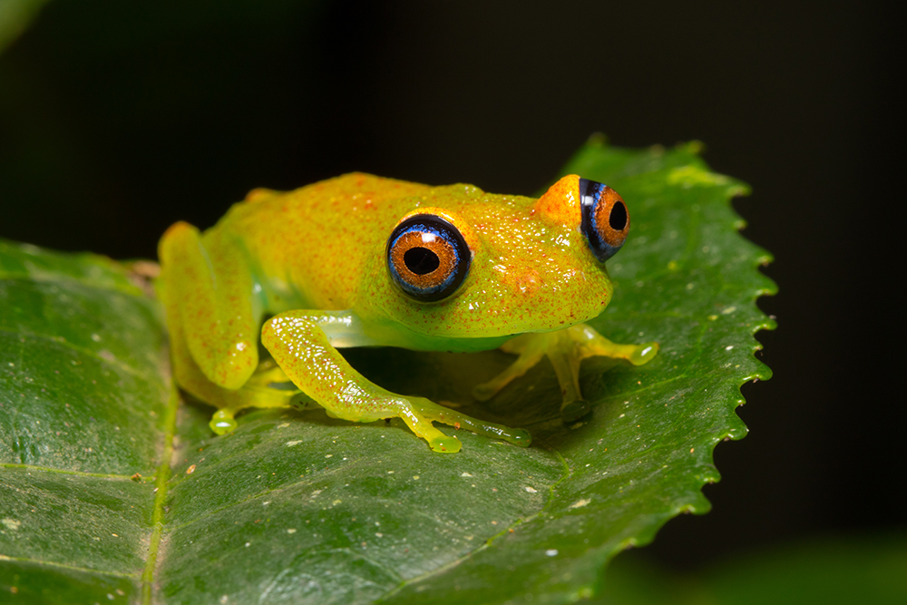 Boophis viridis