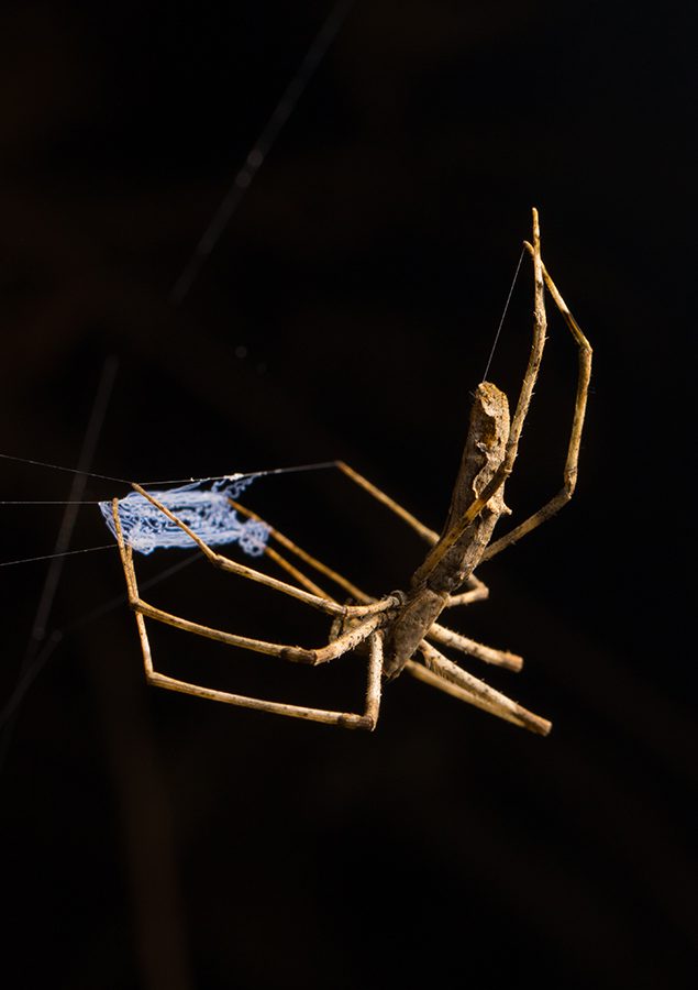 Deinopis madagascariensis