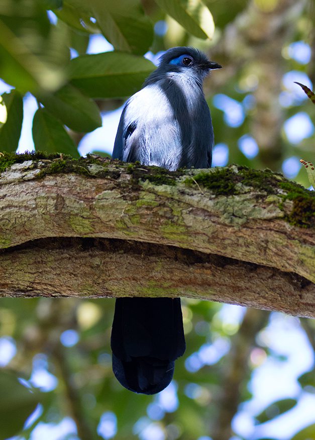 Blauer Coua