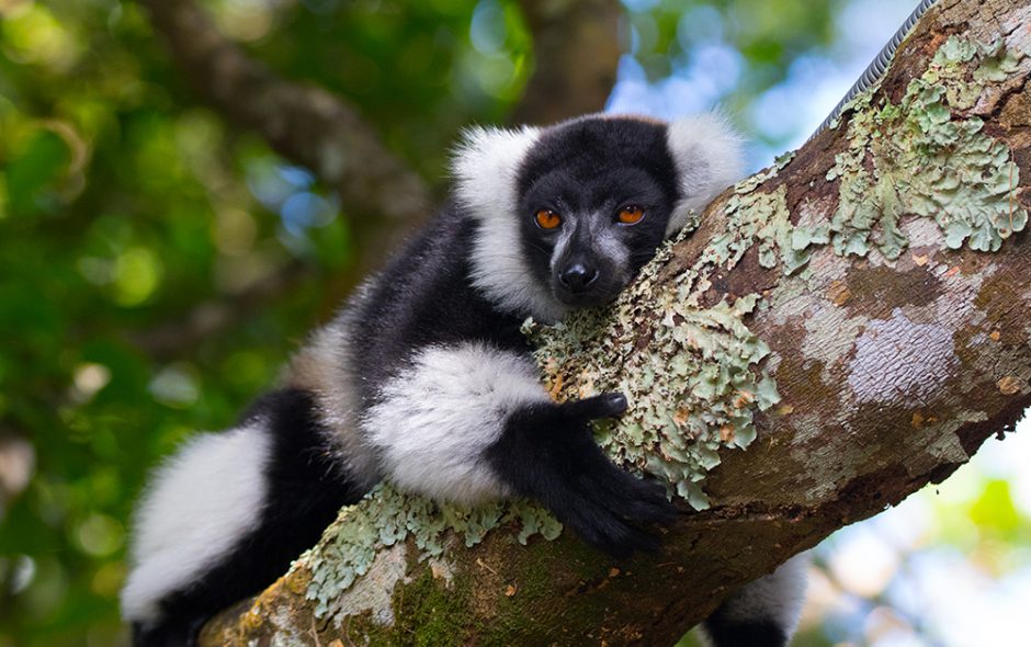 Schwarz-weißer Vari, Madagaskar