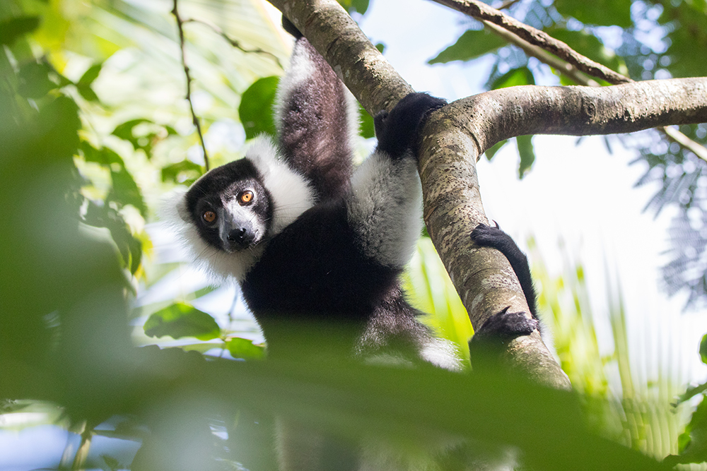 Schwarz-weißer Vari, Madagaskar