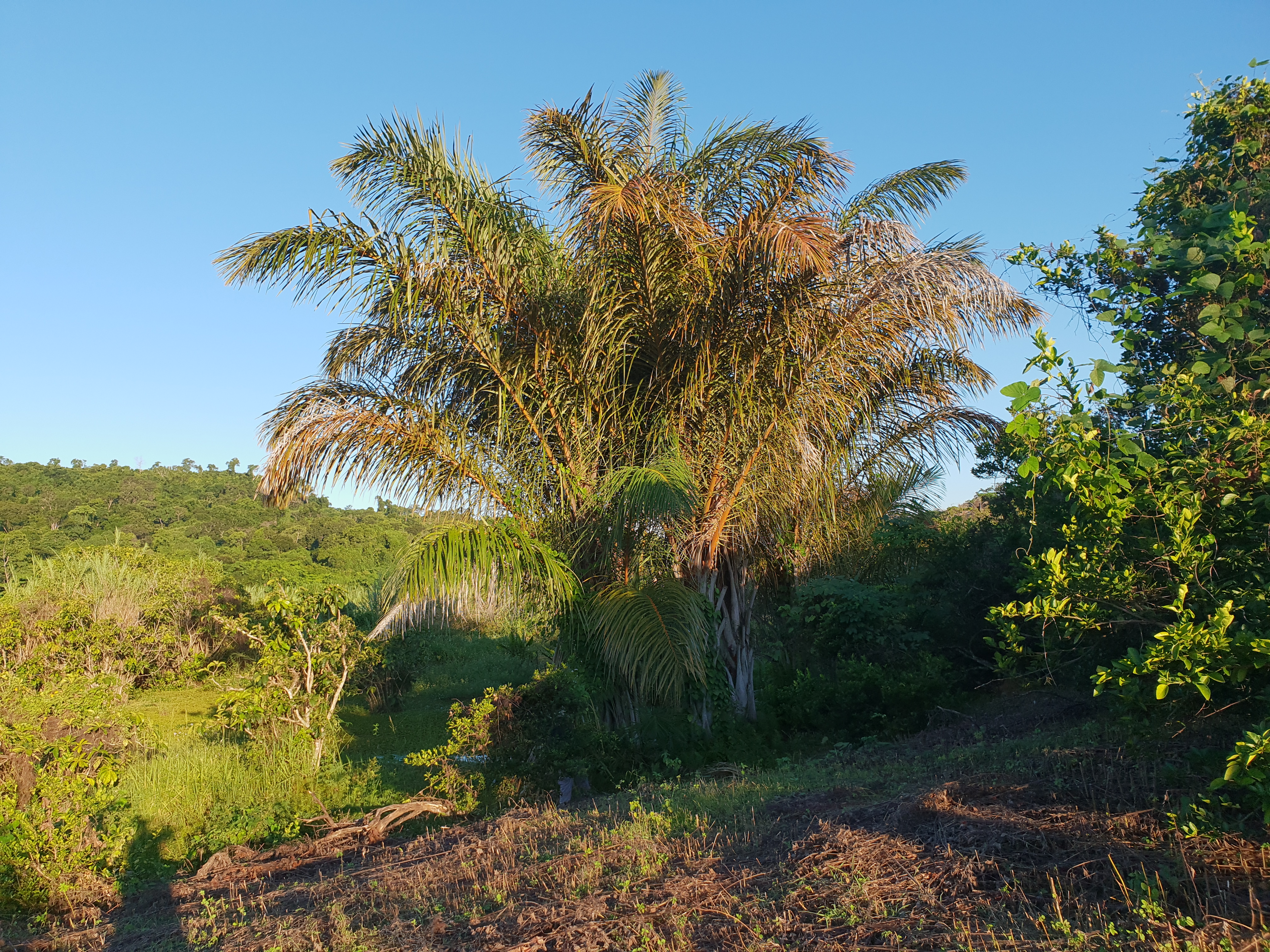 Ankarafantsika