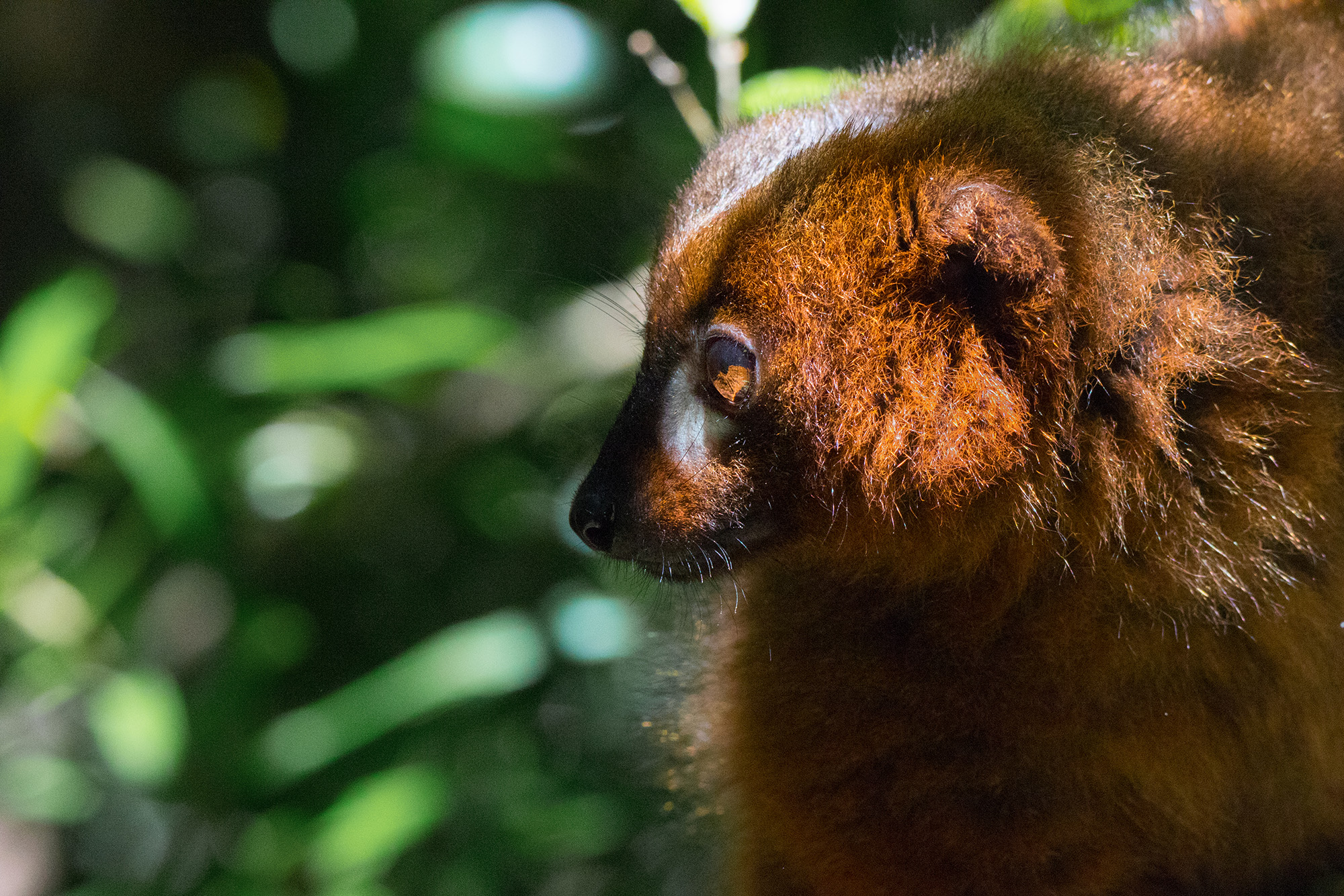 Eulemur rubriventer