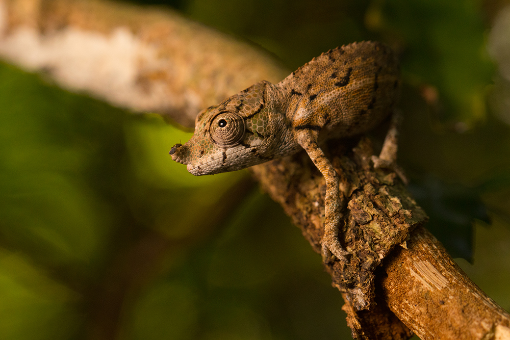 Furcifer rhinoceratus