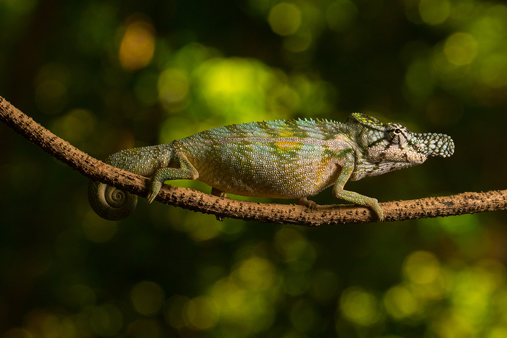 Furcifer rhinoceratus