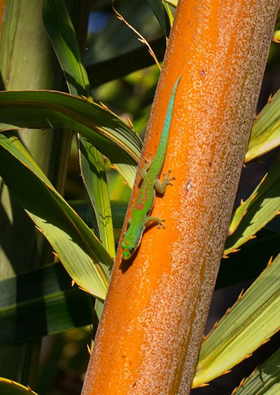 Phelsuma lineata