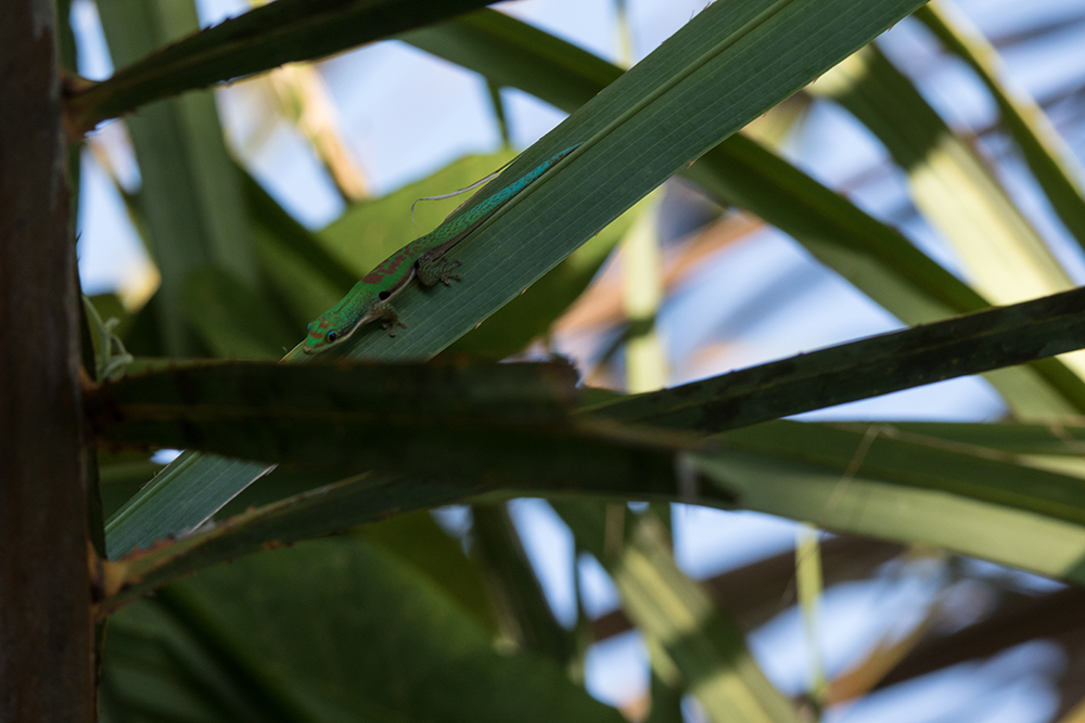 Phelsuma lineata