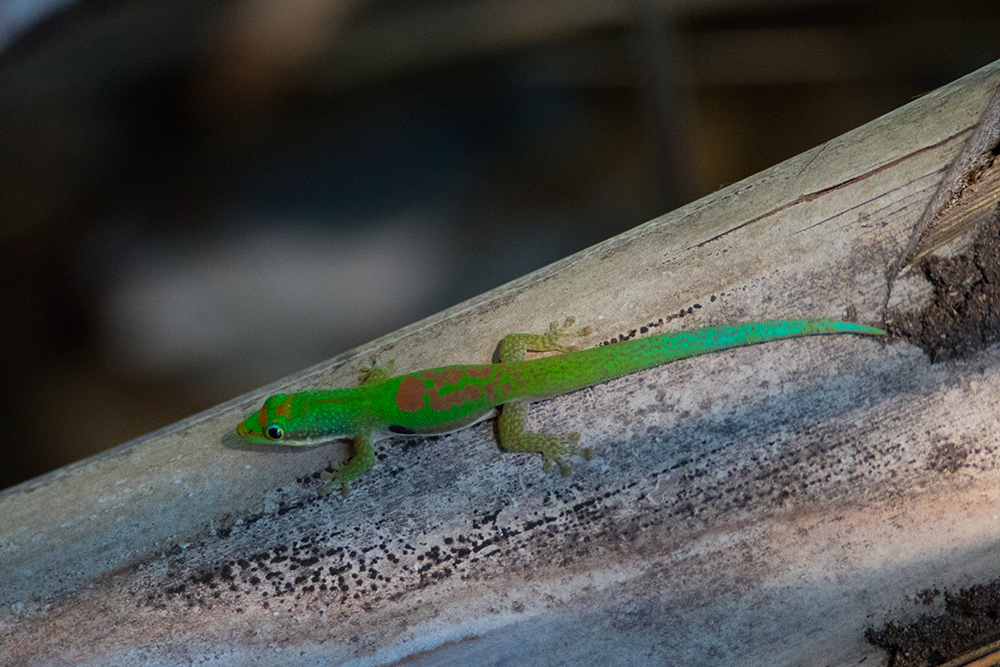 Phelsuma lineata