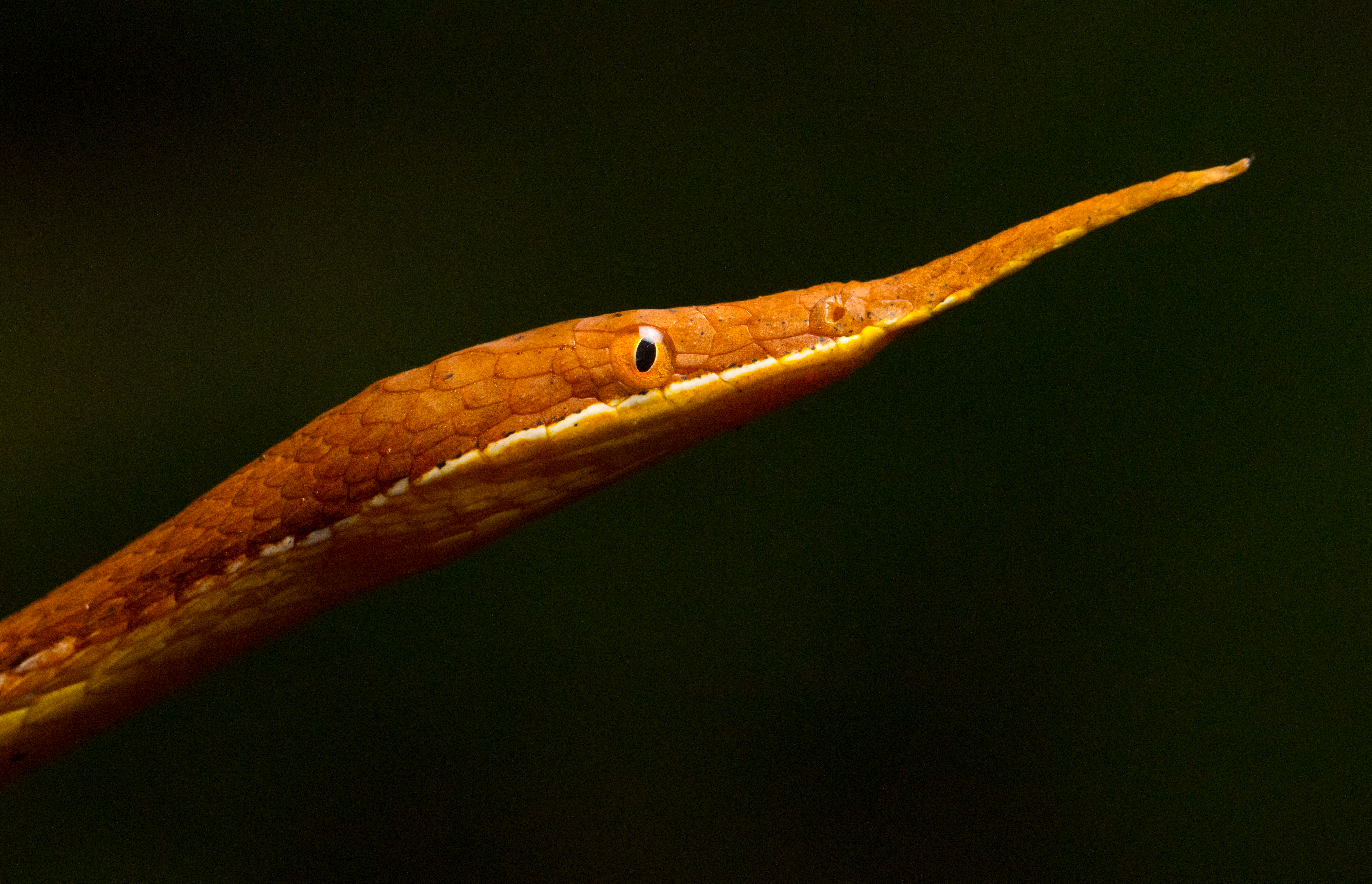 Langaha madagascariensis