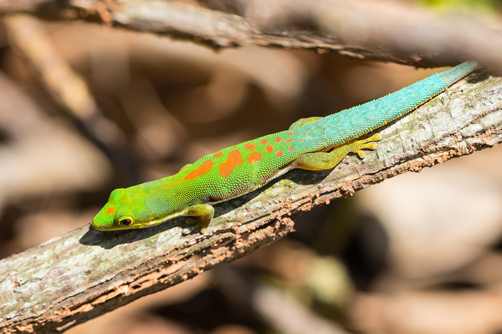 Phelsuma