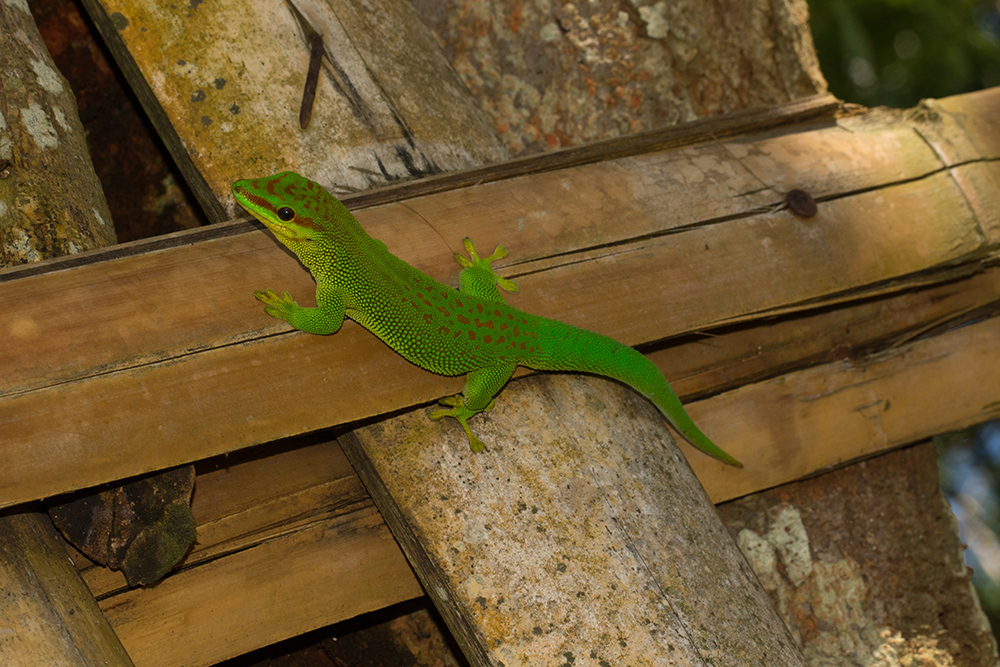 Phelsuma