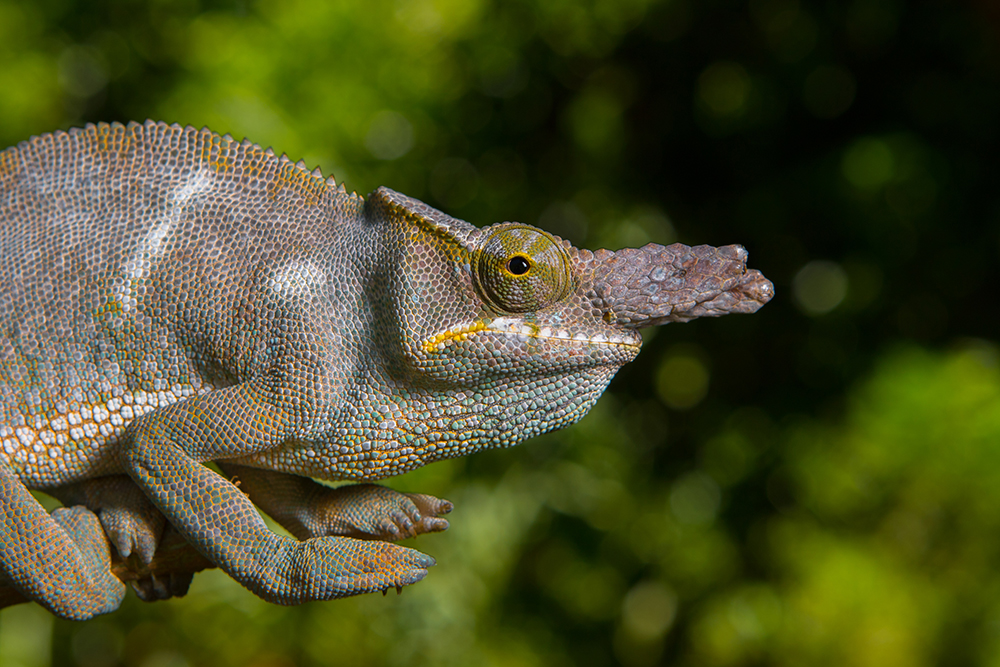 Furcifer bifidus