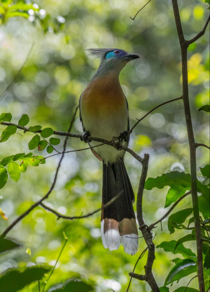 Crested Coua