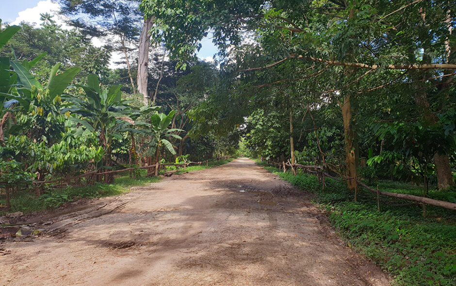 (K)ein Wald in Benavony