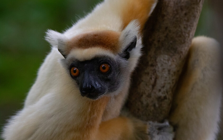 Begegnung mit den Kronensifakas